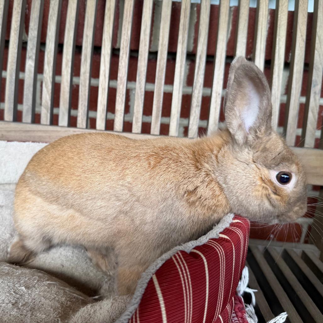 Enlarge Steven, a Adoptable Bunny Rabbit in Baltimore, MD image 3/6