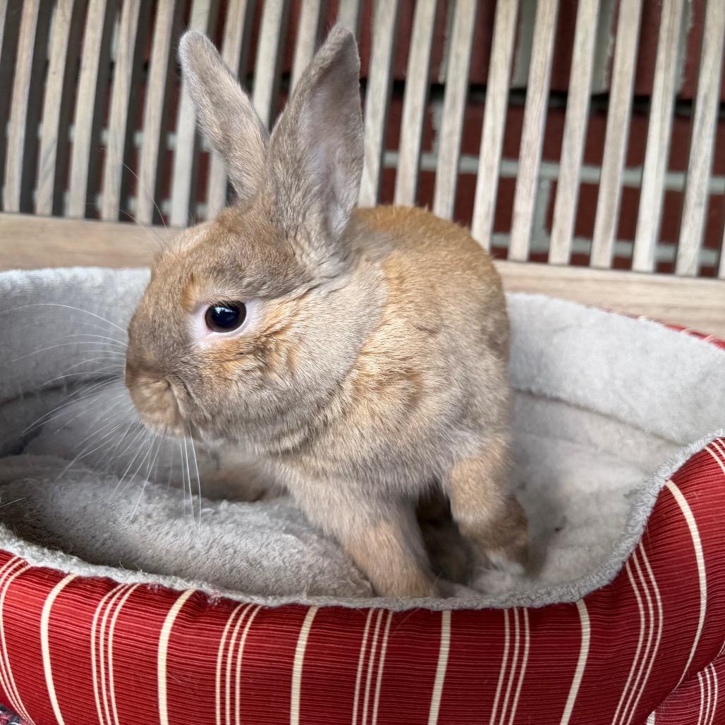 Enlarge Steven, a Adoptable Bunny Rabbit in Baltimore, MD image 4/6