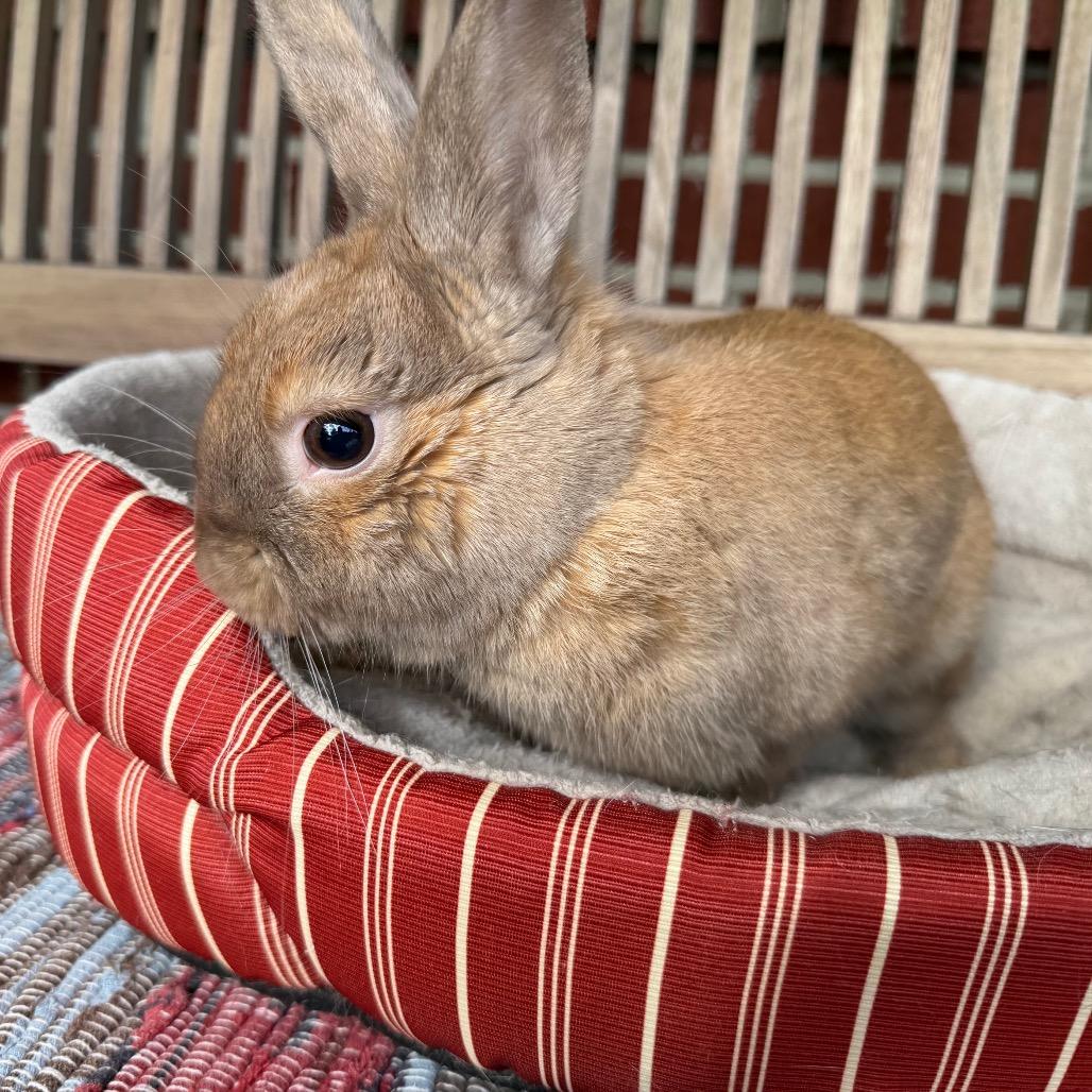 Enlarge Steven, a Adoptable Bunny Rabbit in Baltimore, MD image 5/6