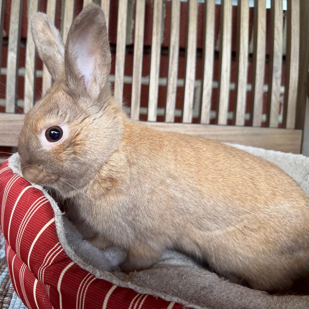Enlarge Steven, a Adoptable Bunny Rabbit in Baltimore, MD image 6/6