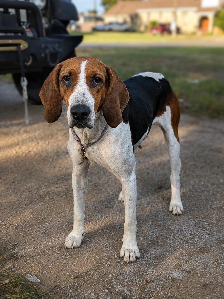 Silver (Mama), Adoptable, Adult Female Treeing Walker Coonhound.