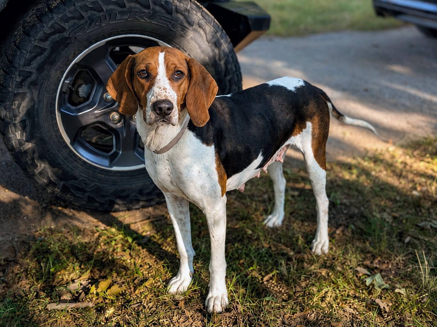 Enlarge Silver (Mama), a Adoptable Treeing Walker Coonhound in TULSA, OK image 2/6