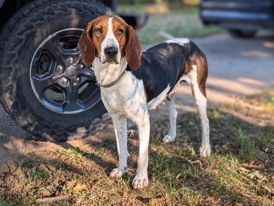 Enlarge Silver (Mama), a Adoptable Treeing Walker Coonhound in TULSA, OK image 3/6