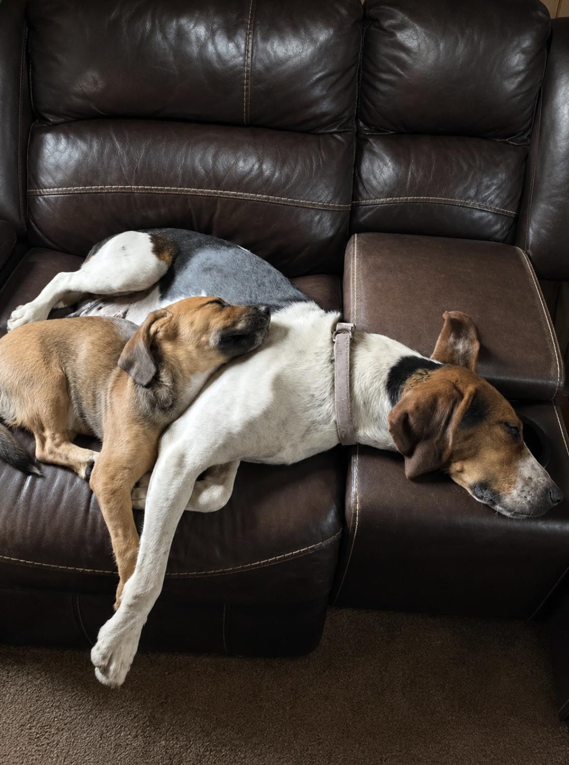 Enlarge Silver (Mama), a Adoptable Treeing Walker Coonhound in TULSA, OK image 4/6