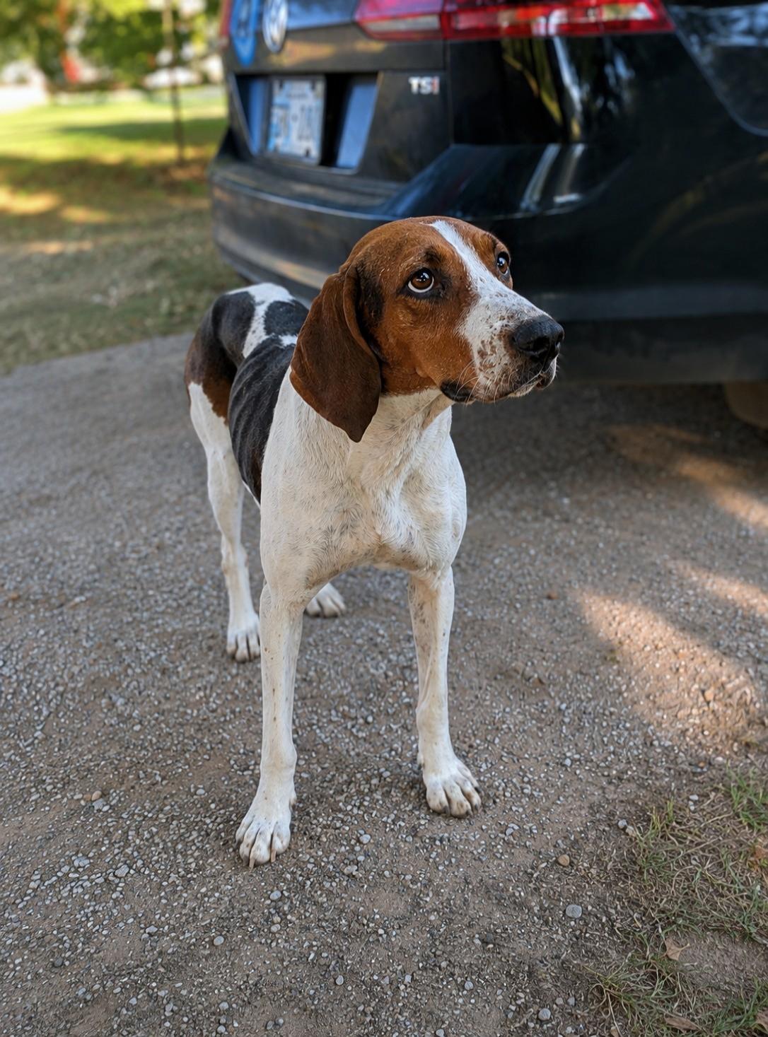 Enlarge Silver (Mama), a Adoptable Treeing Walker Coonhound in TULSA, OK image 5/6