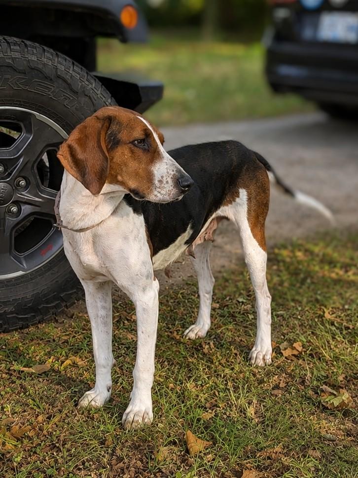 Enlarge Silver (Mama), a Adoptable Treeing Walker Coonhound in TULSA, OK image 6/6