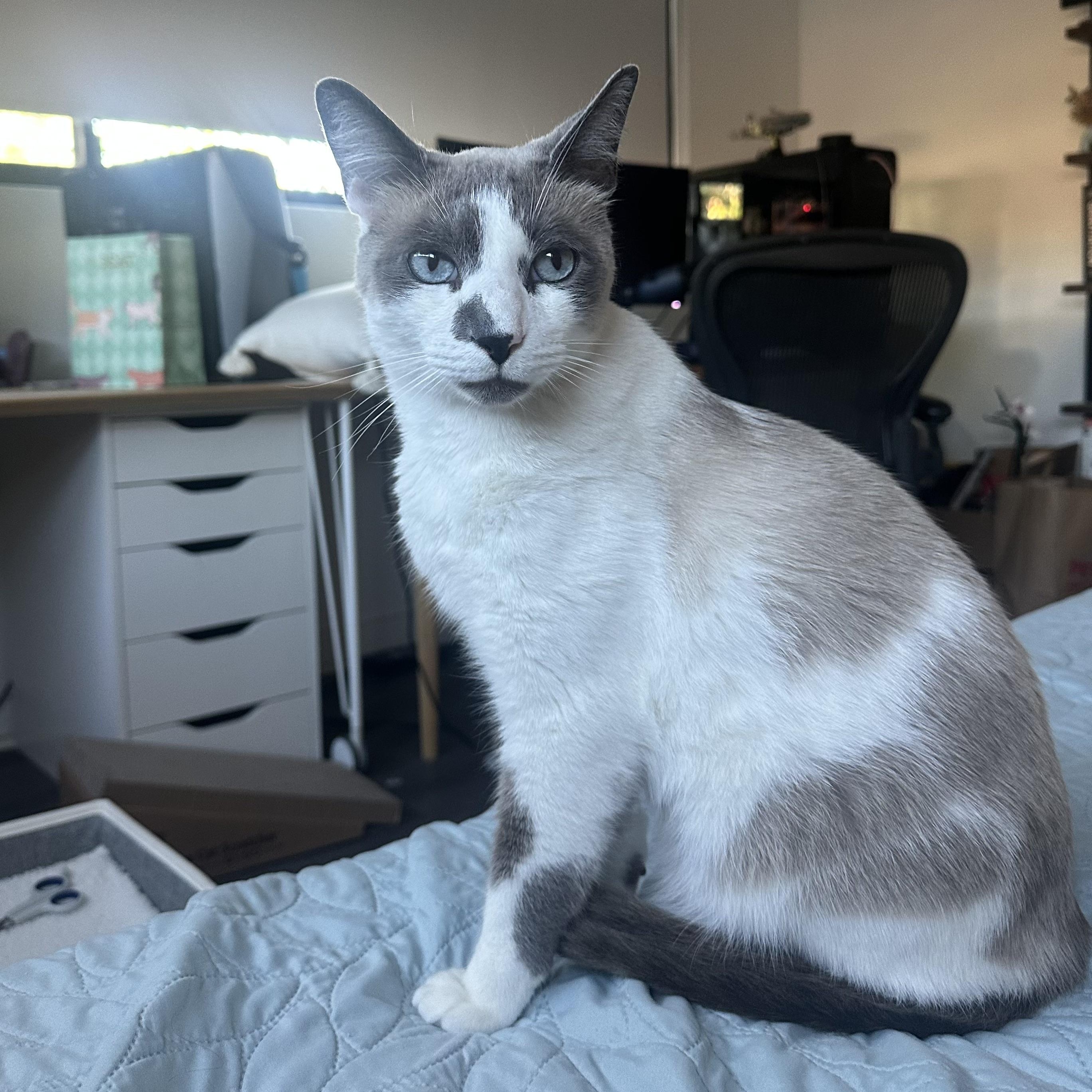 Patches, a ADOPTABLE mixed breed in Manhattan Beach, CA image 4/6