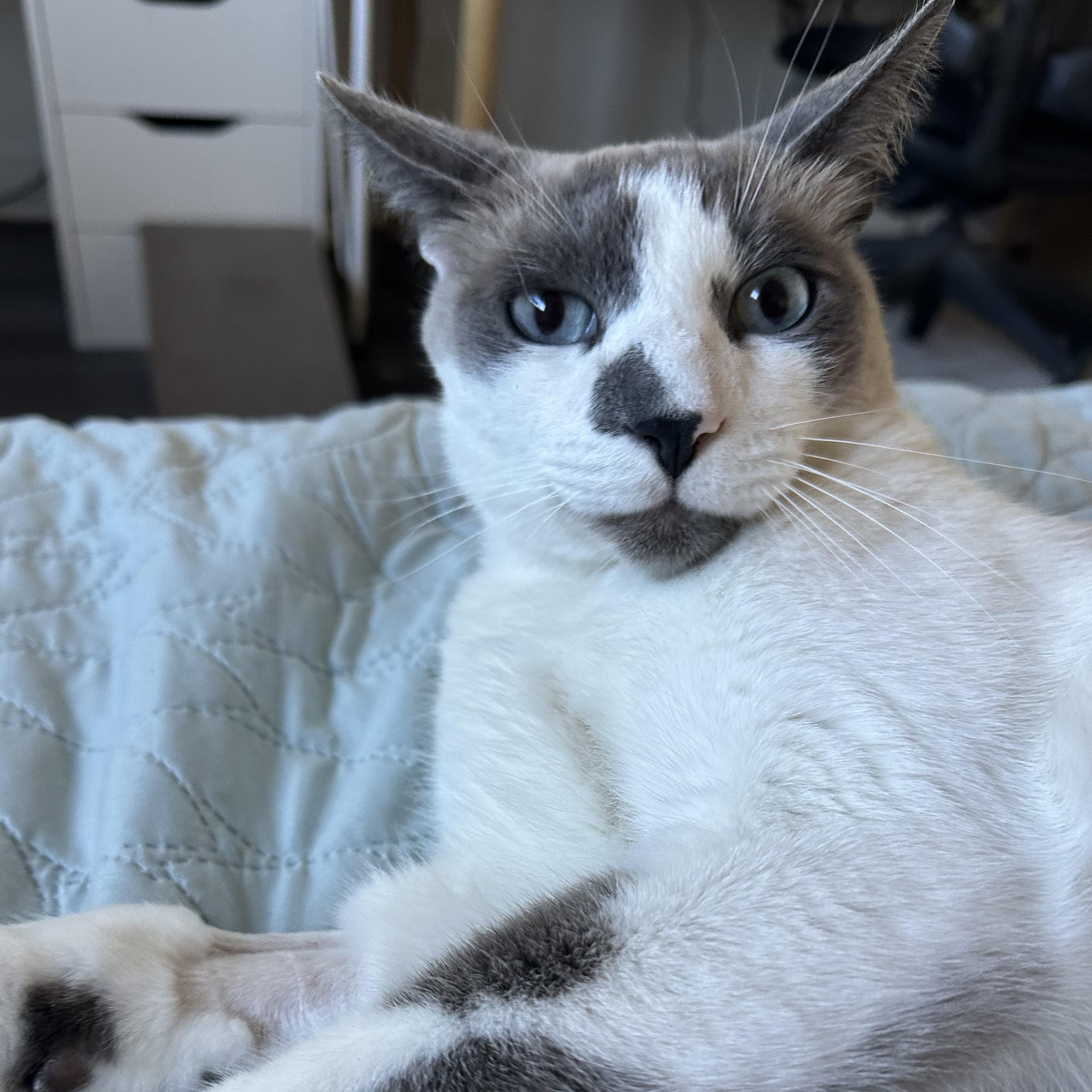 Patches, ADOPTABLE, Adult Male Siamese & Domestic Short Hair.