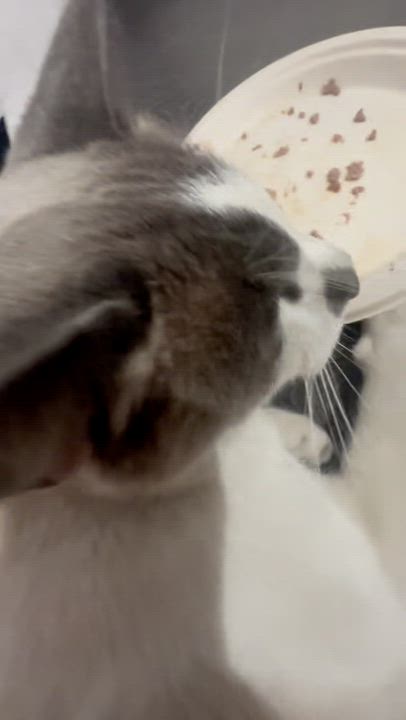 Enlarge Patches, a ADOPTABLE mixed breed in Manhattan Beach, CA video 6/6