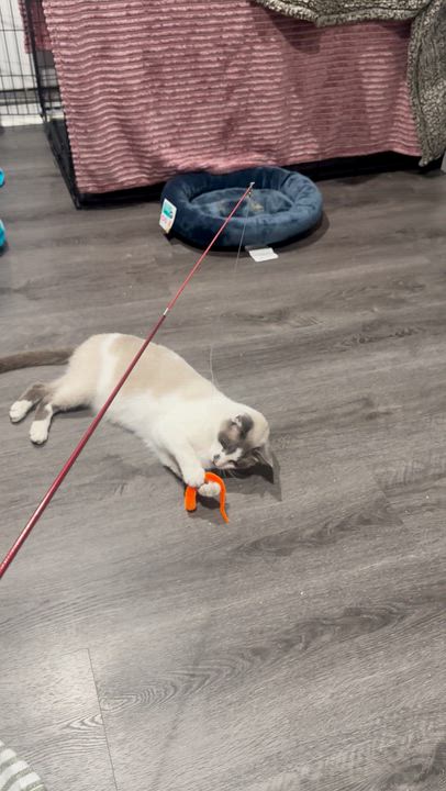 Enlarge Patches, a ADOPTABLE mixed breed in Manhattan Beach, CA video 5/6