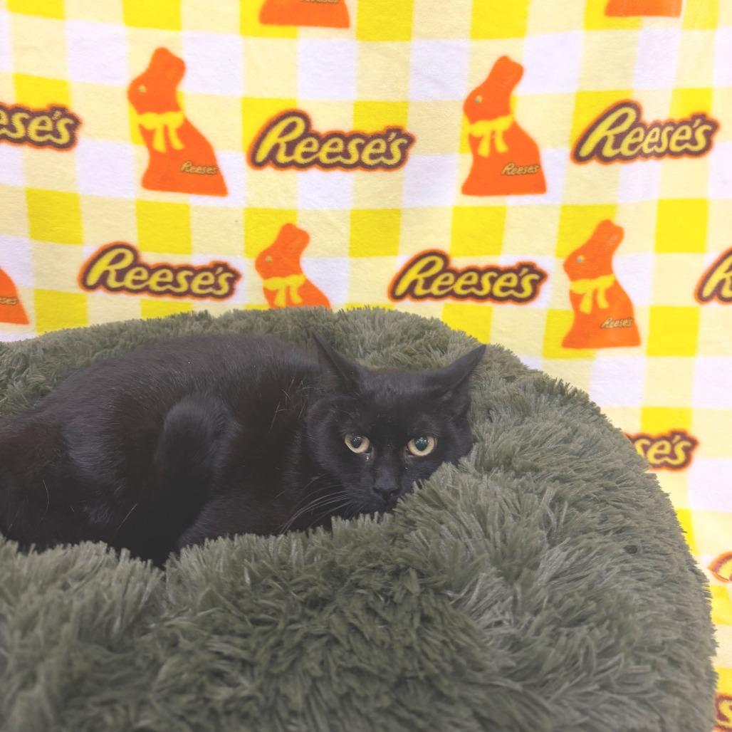 Enlarge Margie, a Adoptable Domestic Short Hair in Deerfield, IL image 1/1