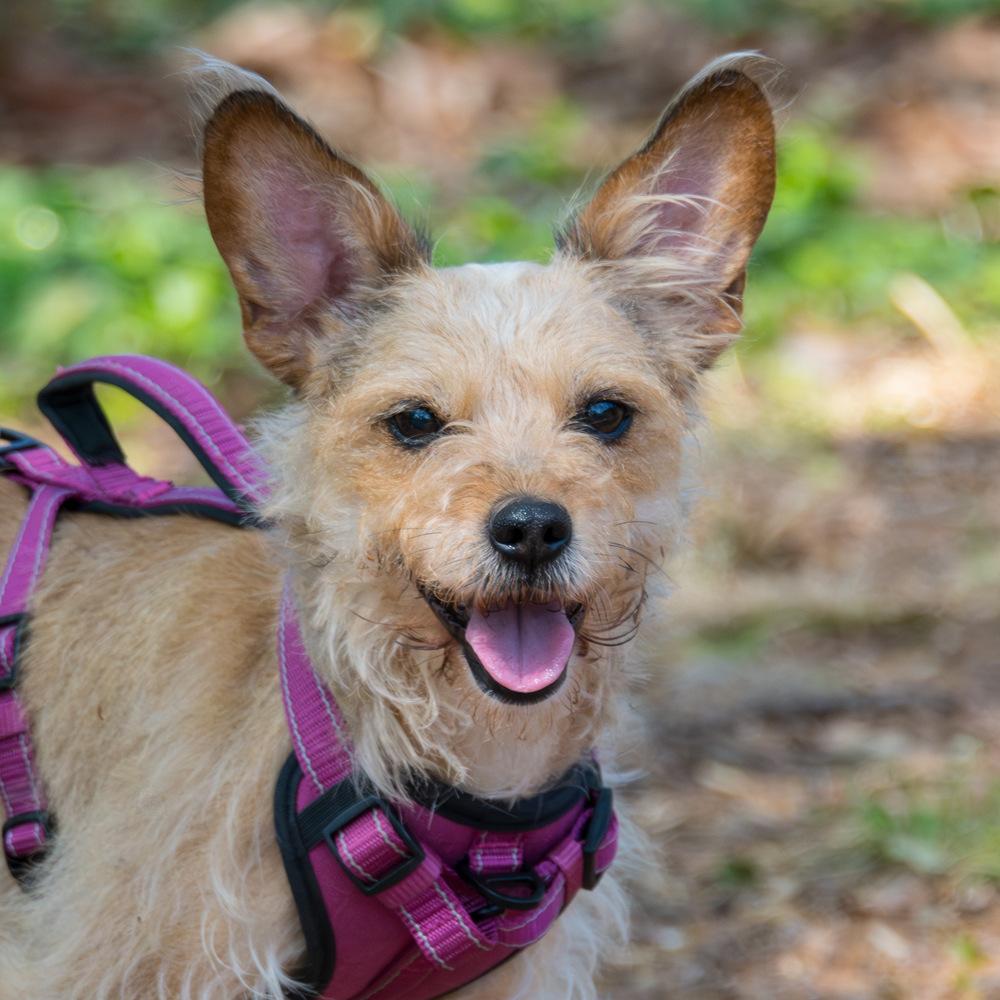 Rosie, Adoptable, Young Female Terrier.
