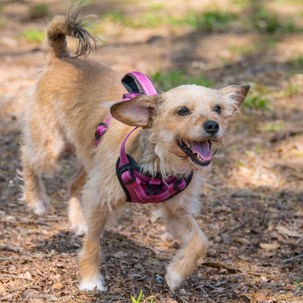 Enlarge Rosie, a Adoptable mixed breed in Marietta, GA image 2/6