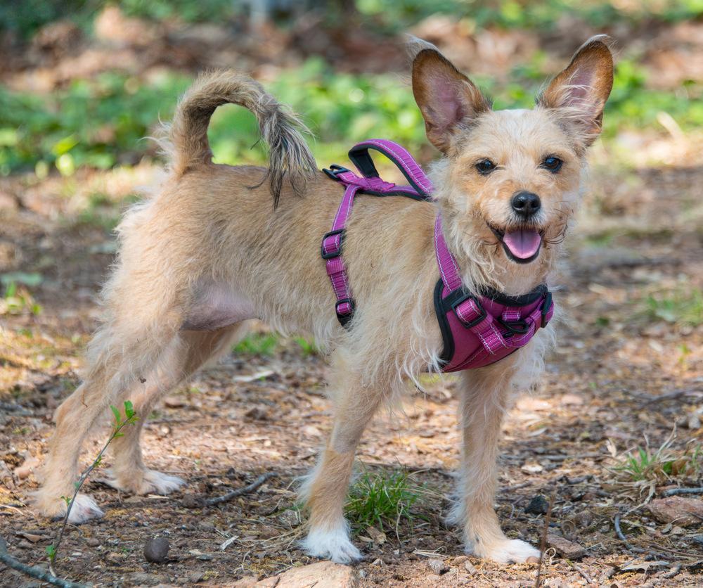 Enlarge Rosie, a Adoptable mixed breed in Marietta, GA image 4/6