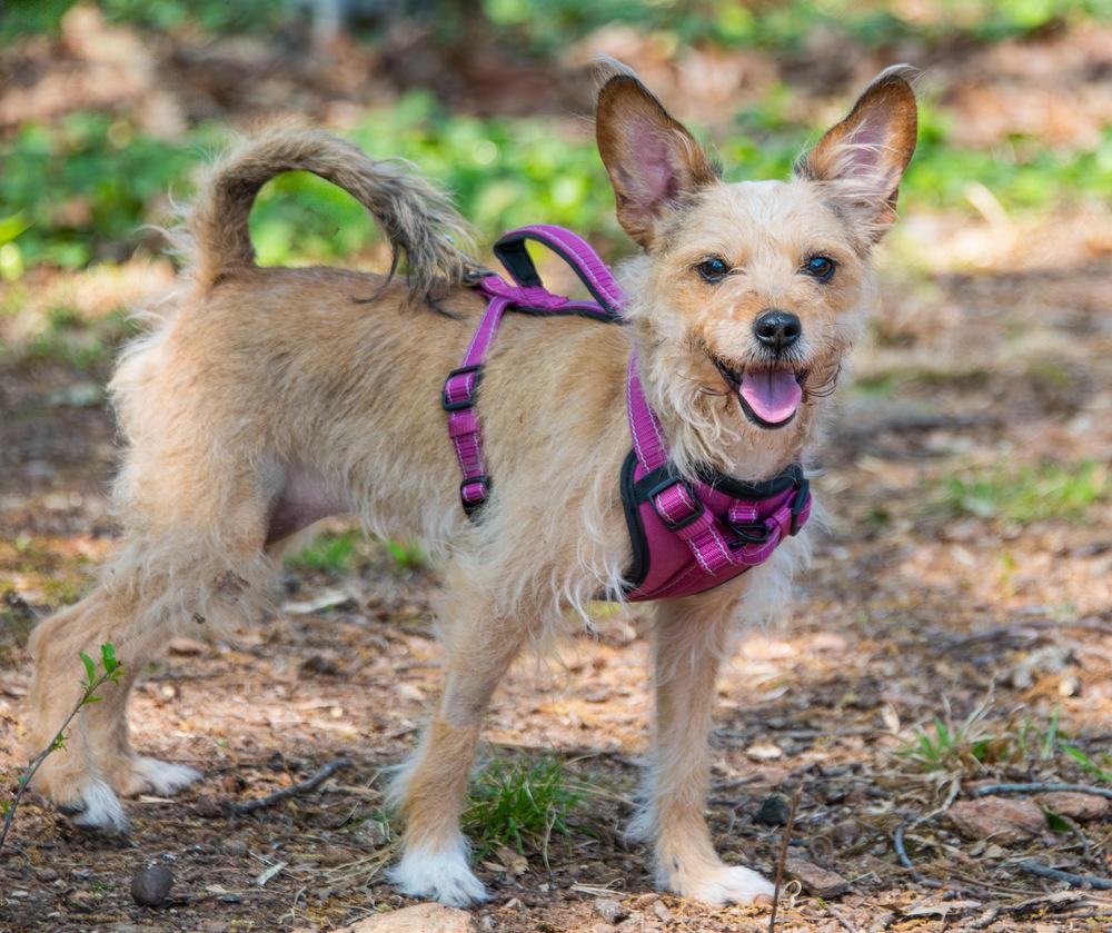 Enlarge Rosie, a Adoptable mixed breed in Marietta, GA image 5/6