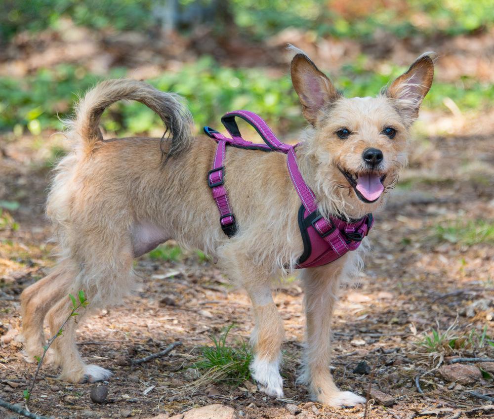 Enlarge Rosie, a Adoptable mixed breed in Marietta, GA image 6/6