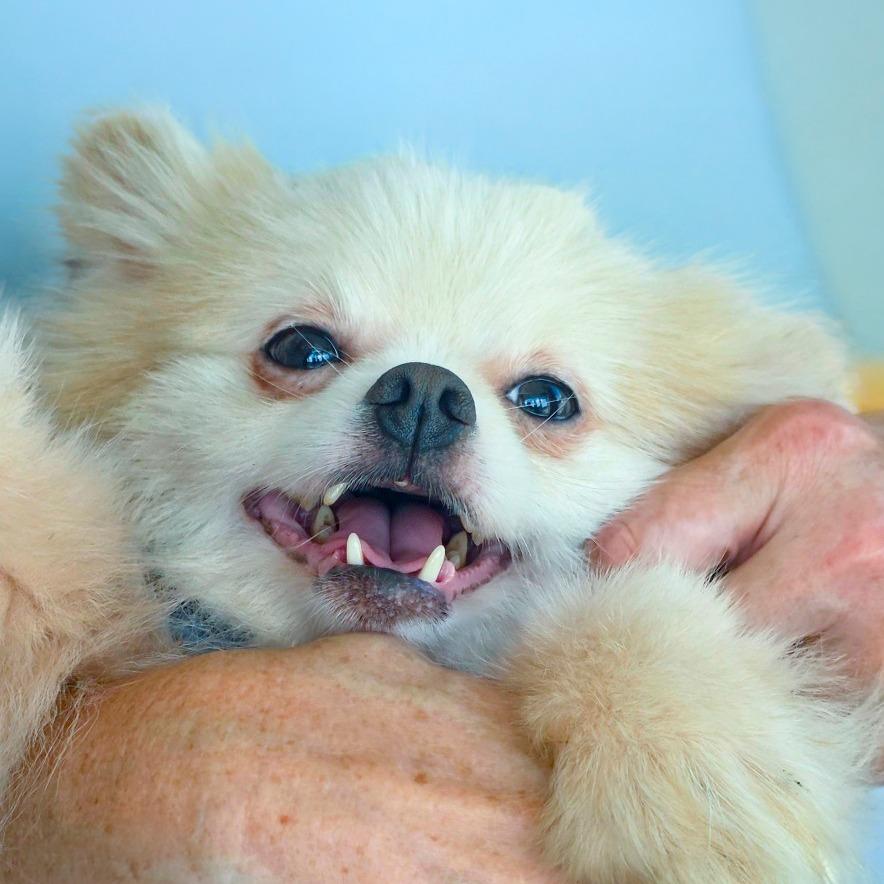 Groot, Adoptable, Senior Male Pomeranian.