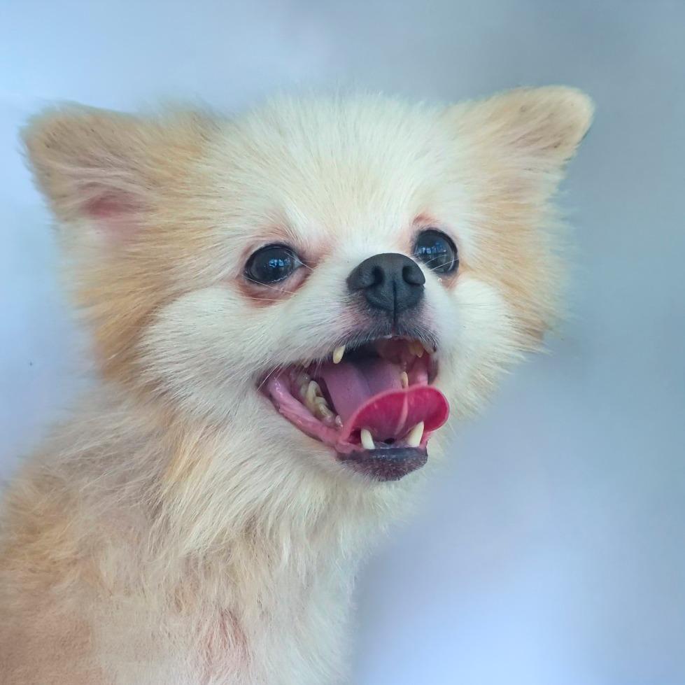 Enlarge Groot, a Adoptable Pomeranian in Chapel Hill, NC image 2/3
