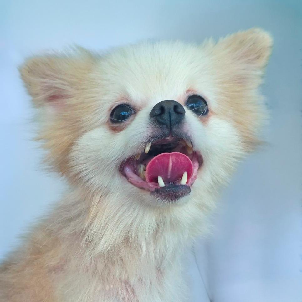 Enlarge Groot, a Adoptable Pomeranian in Chapel Hill, NC image 3/3