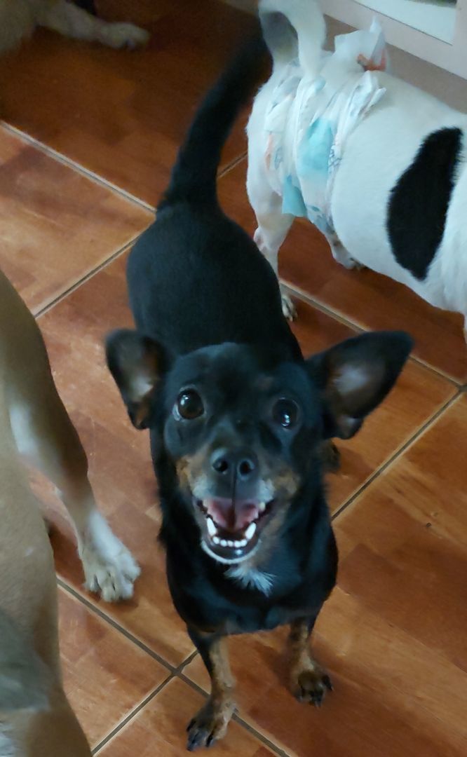 Taylor II, Adoptable, Puppy Female Chihuahua.