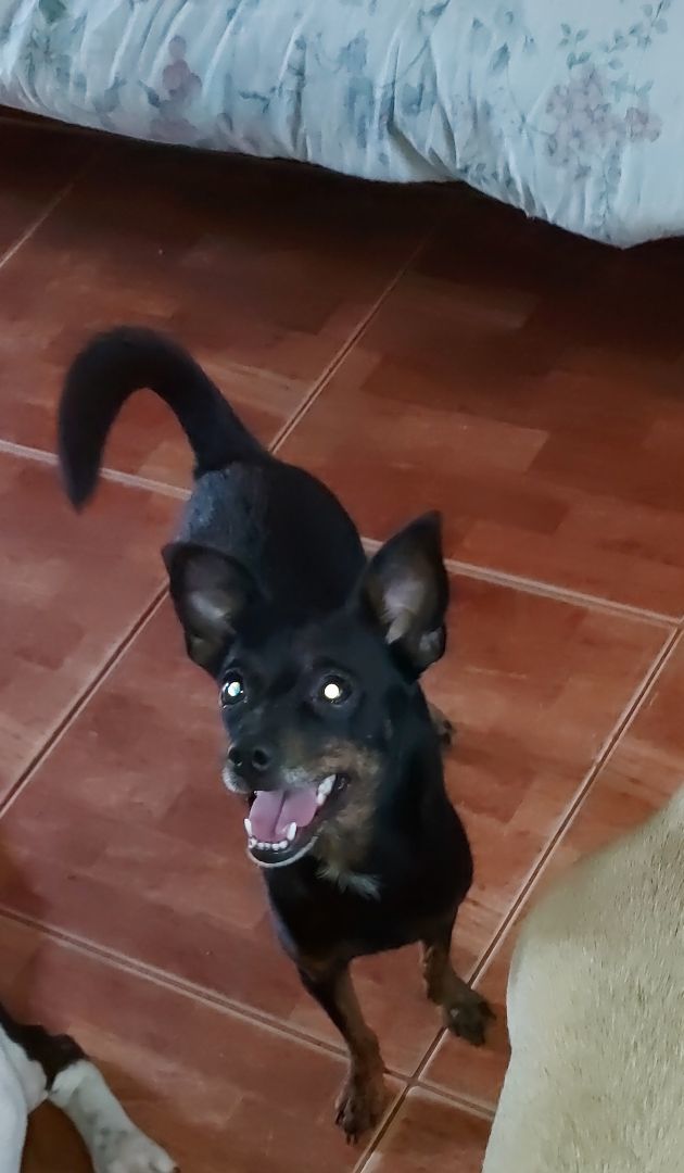 Taylor Ii thumbnail 2