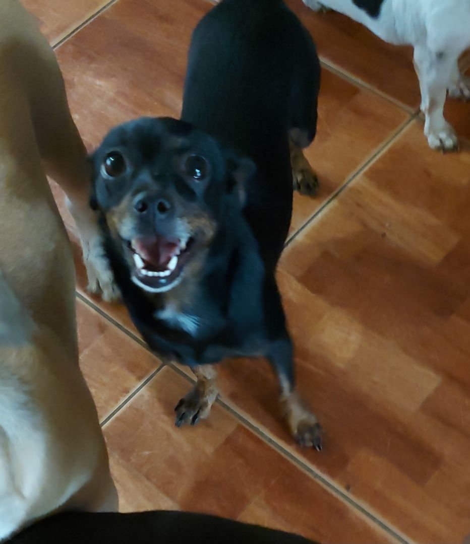 Taylor II, a Adoptable mixed breed in Huntington, NY image 3/6