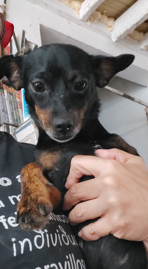 Taylor II, a Adoptable mixed breed in Huntington, NY image 5/6