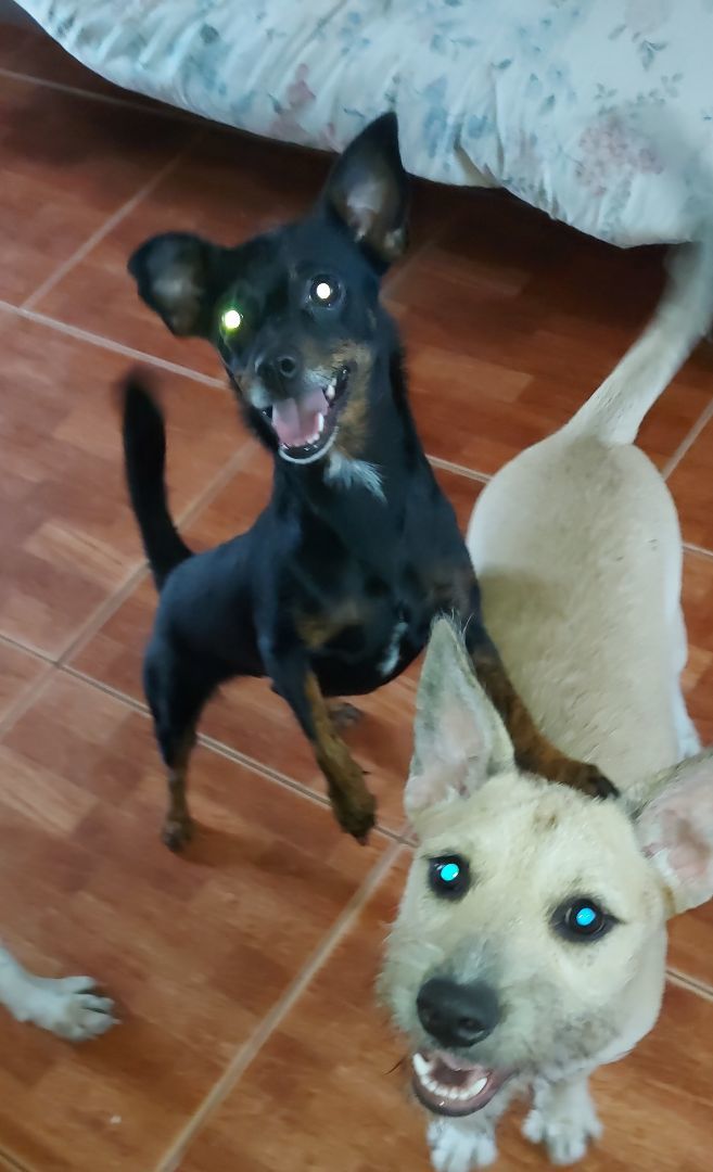 Taylor Ii thumbnail 6