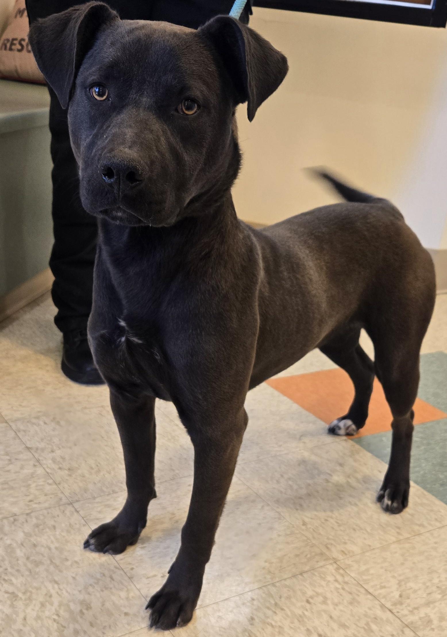 Enlarge Duke, a ADOPTABLE mixed breed in Bluffton, IN image 1/1