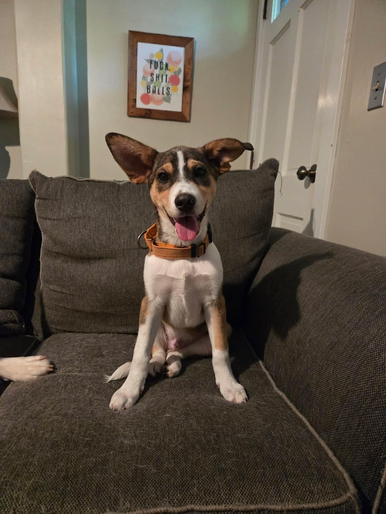 PINE, Adopted, Young Male Husky & Terrier.