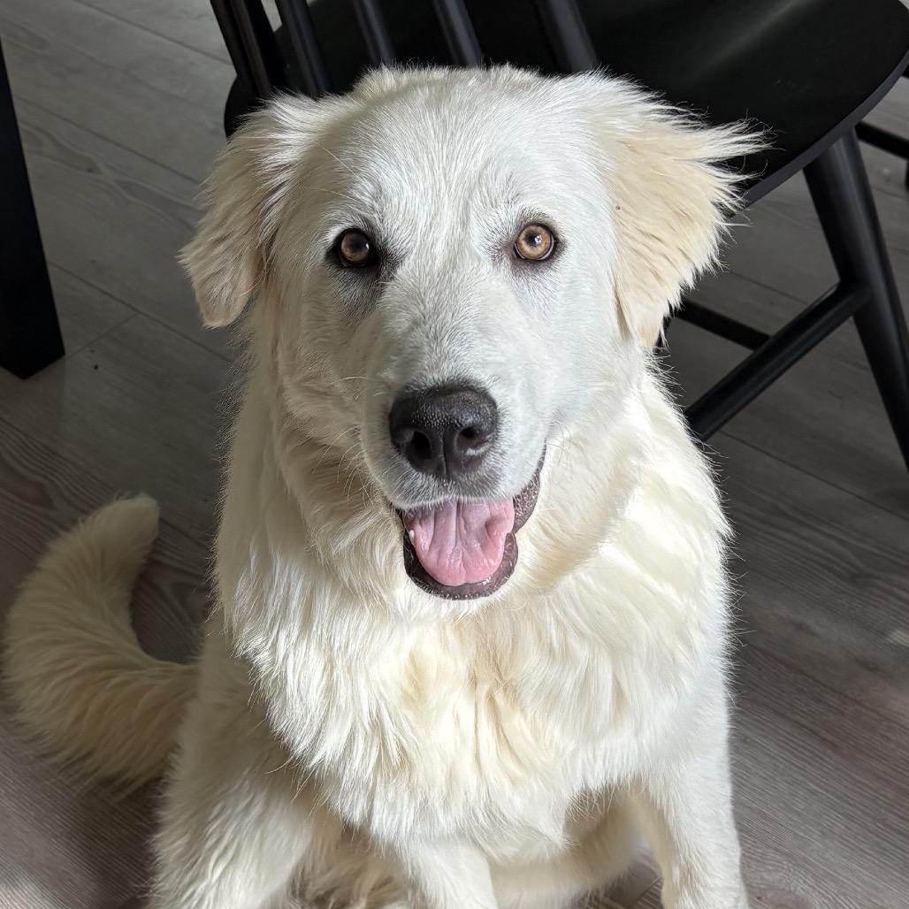 Enlarge Molly, a Adoptable Great Pyrenees in St. Clair, MO image 1/2