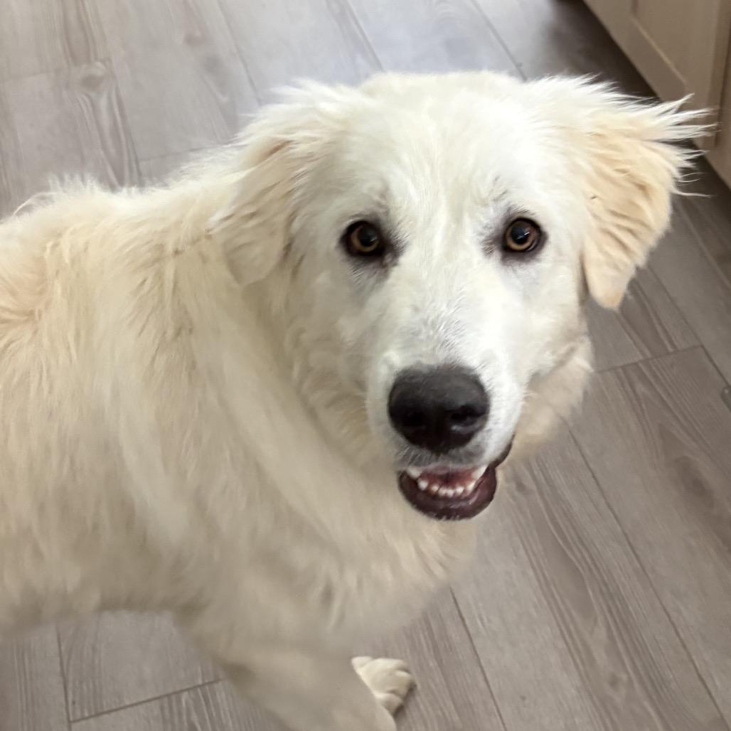 Enlarge Molly, a Adoptable Great Pyrenees in St. Clair, MO image 2/2