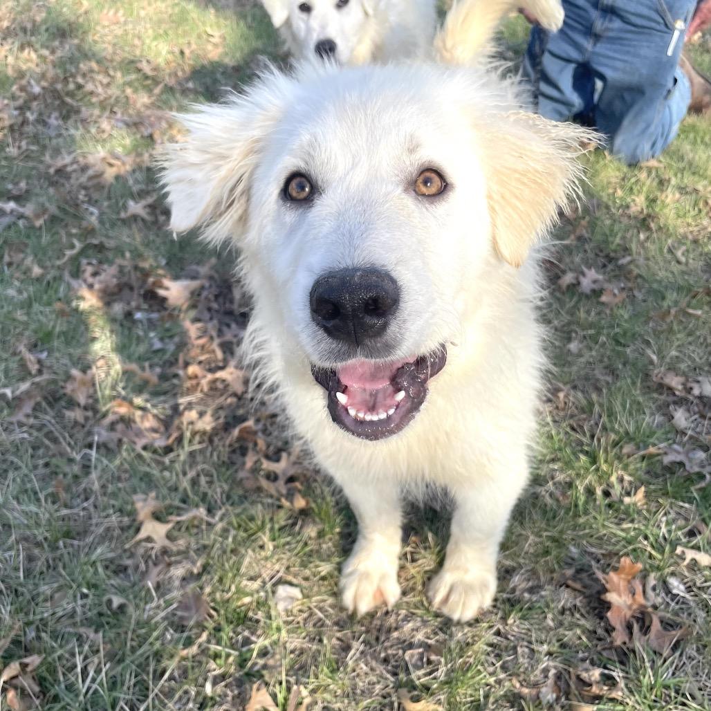 Enlarge Molly, a Adoptable Great Pyrenees in St. Clair, MO image 2/3