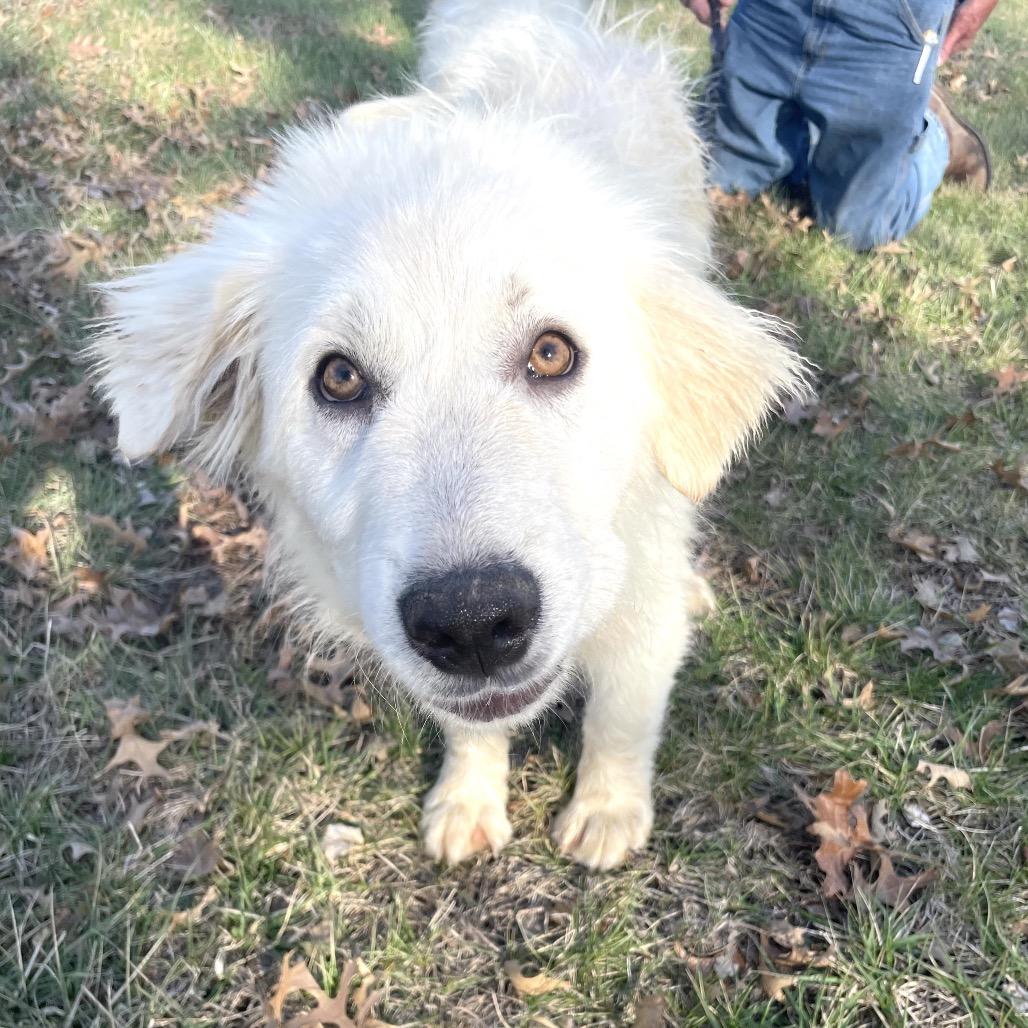 Enlarge Molly, a Adoptable Great Pyrenees in St. Clair, MO image 3/3