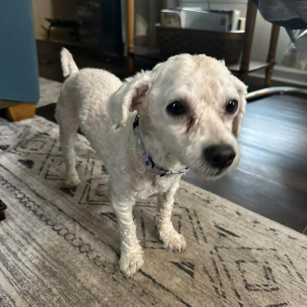 Max, Adoptable, Adult Male Maltese & Mixed Breed.