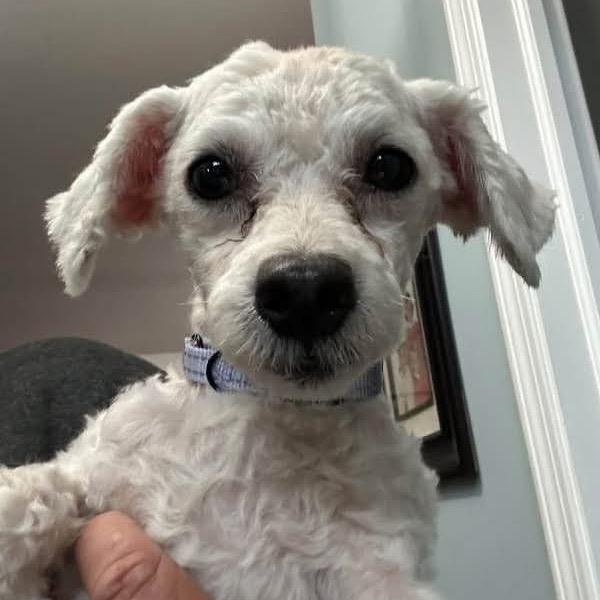 Enlarge Max, a Adoptable mixed breed in St. Charles, IL image 4/6