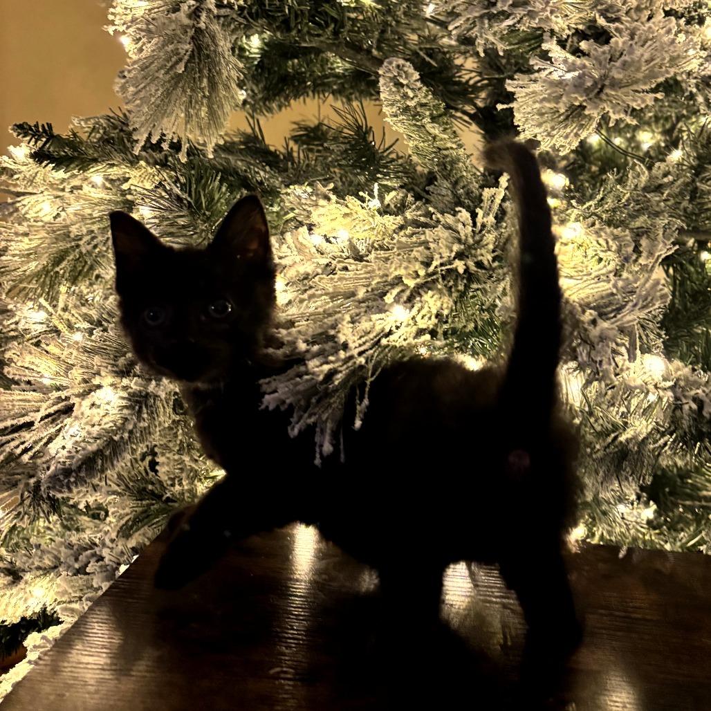 Cupid, Adoptable, Kitten Male Domestic Medium Hair.