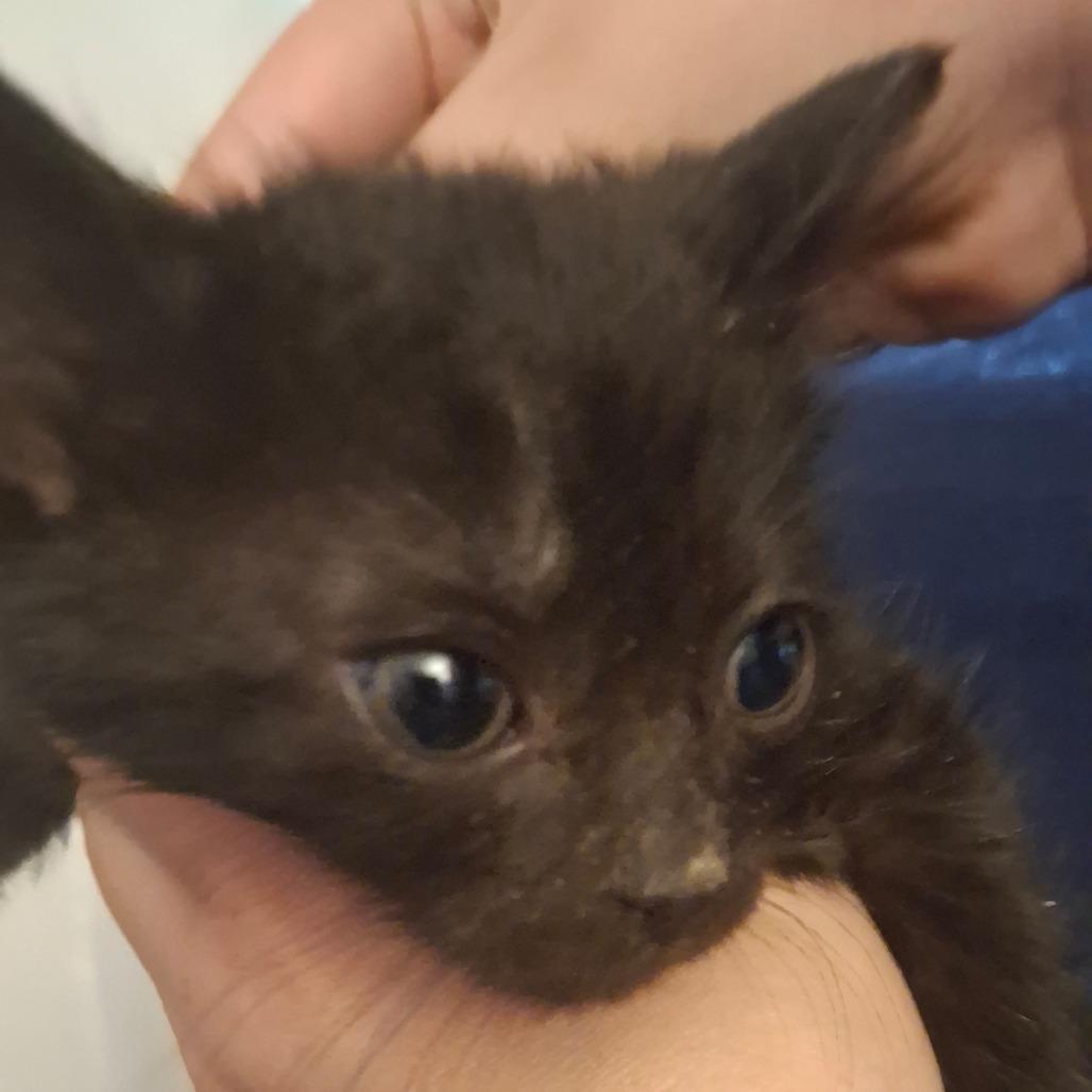 Cupid, a Adoptable Domestic Medium Hair in Springfield, OH image 2/2