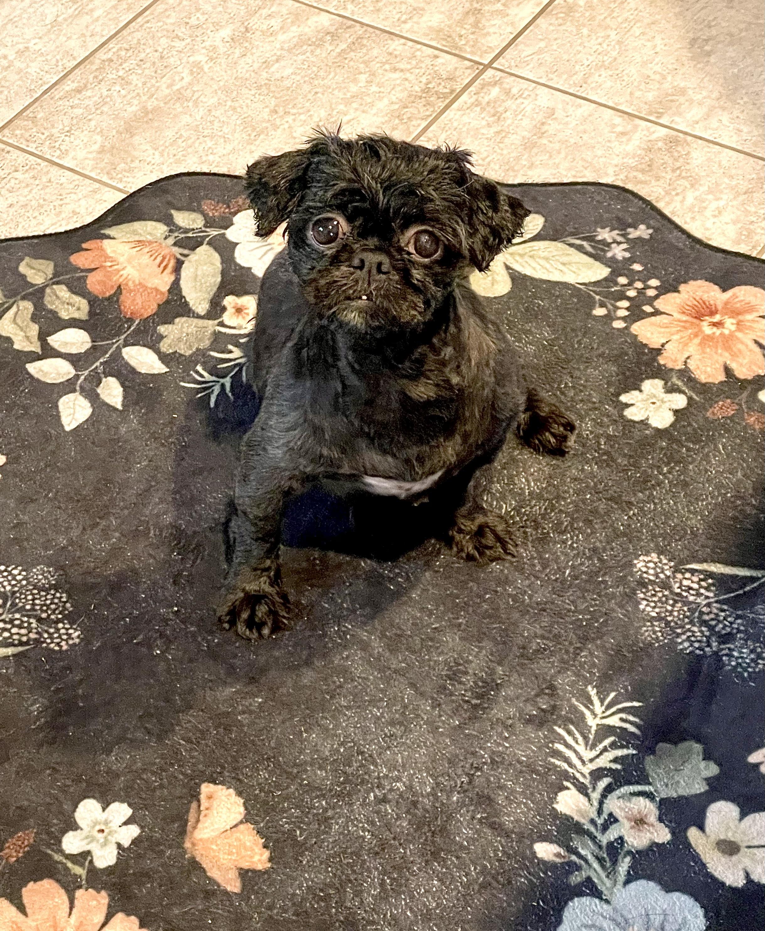 Enlarge Snookie, an adopted Shih Tzu in South Lyon, MI image 5/6