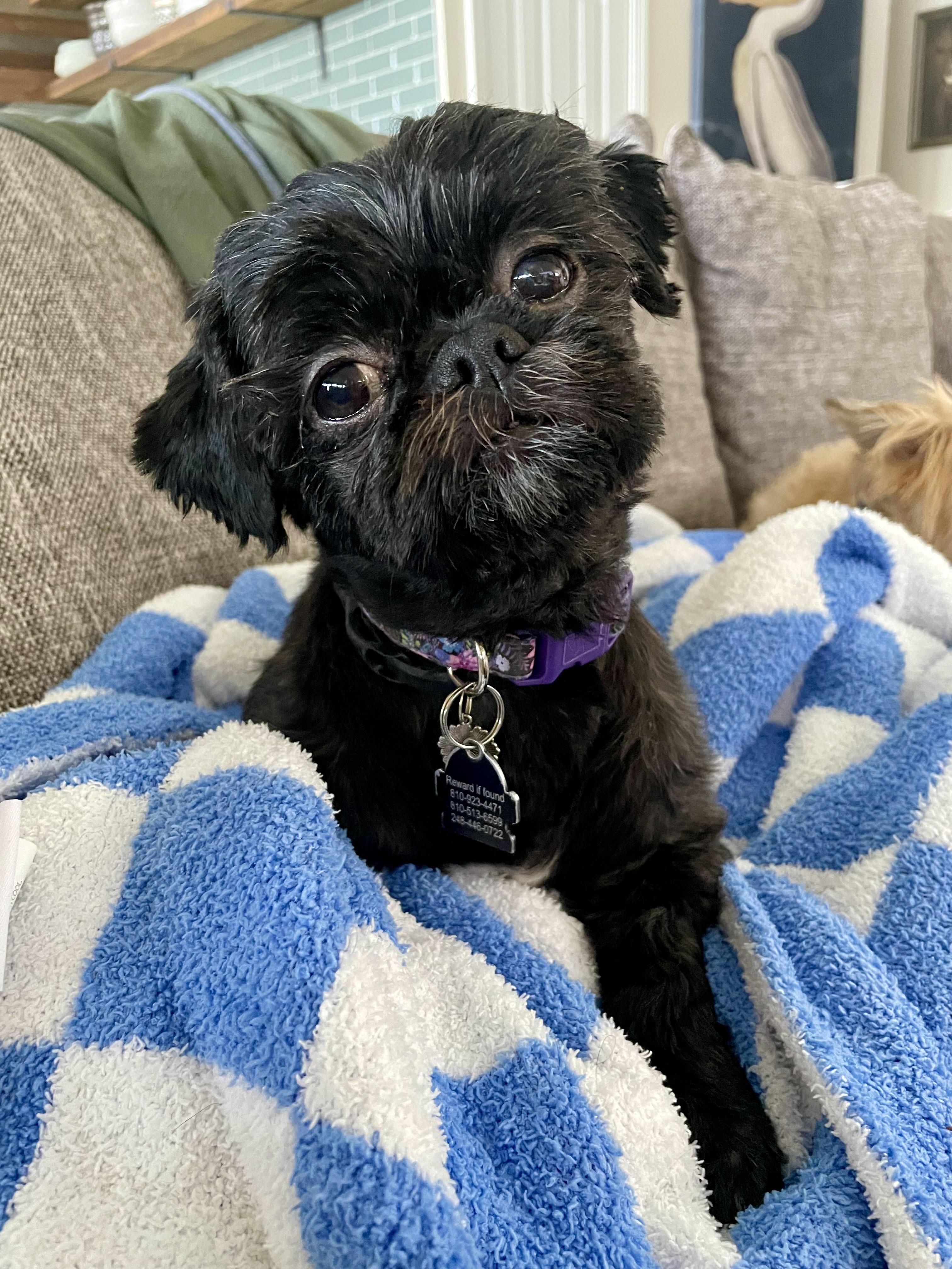 Enlarge Snookie, an adopted Shih Tzu in South Lyon, MI image 2/6
