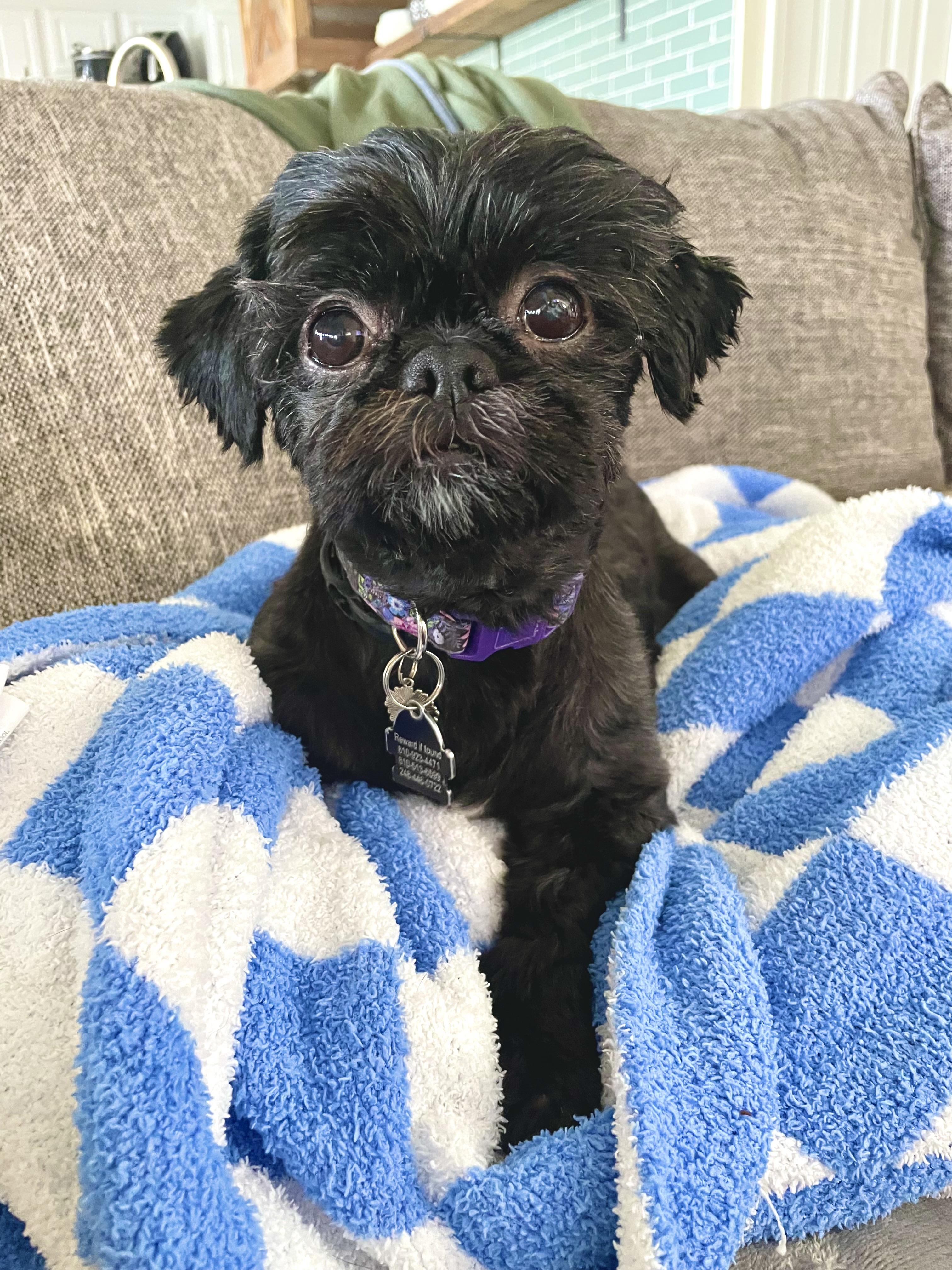 Enlarge Snookie, an adopted Shih Tzu in South Lyon, MI image 1/6