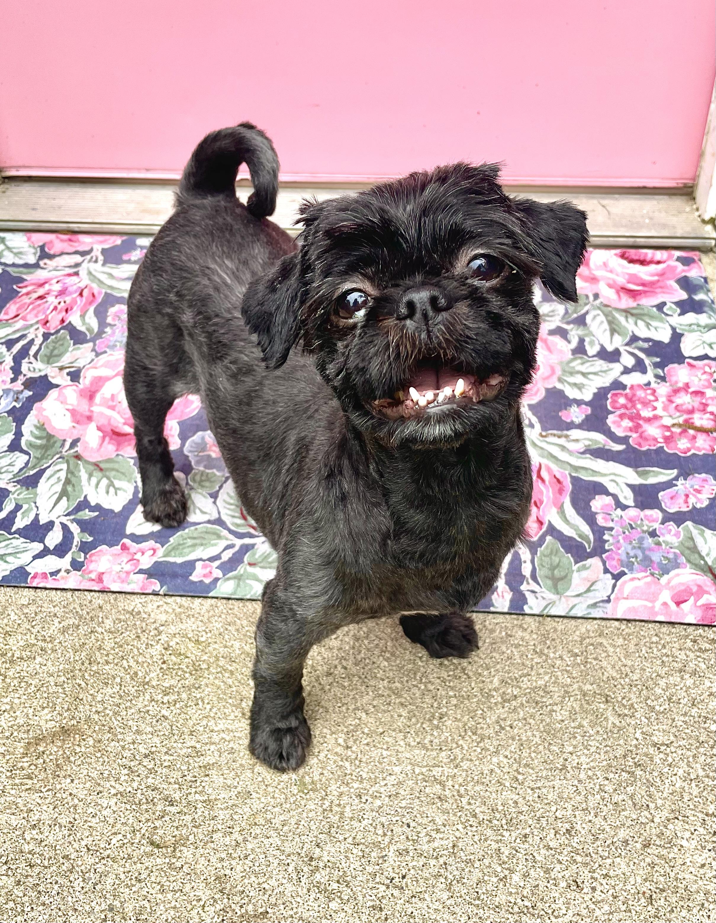 Enlarge Snookie, an adopted Shih Tzu in South Lyon, MI image 3/6