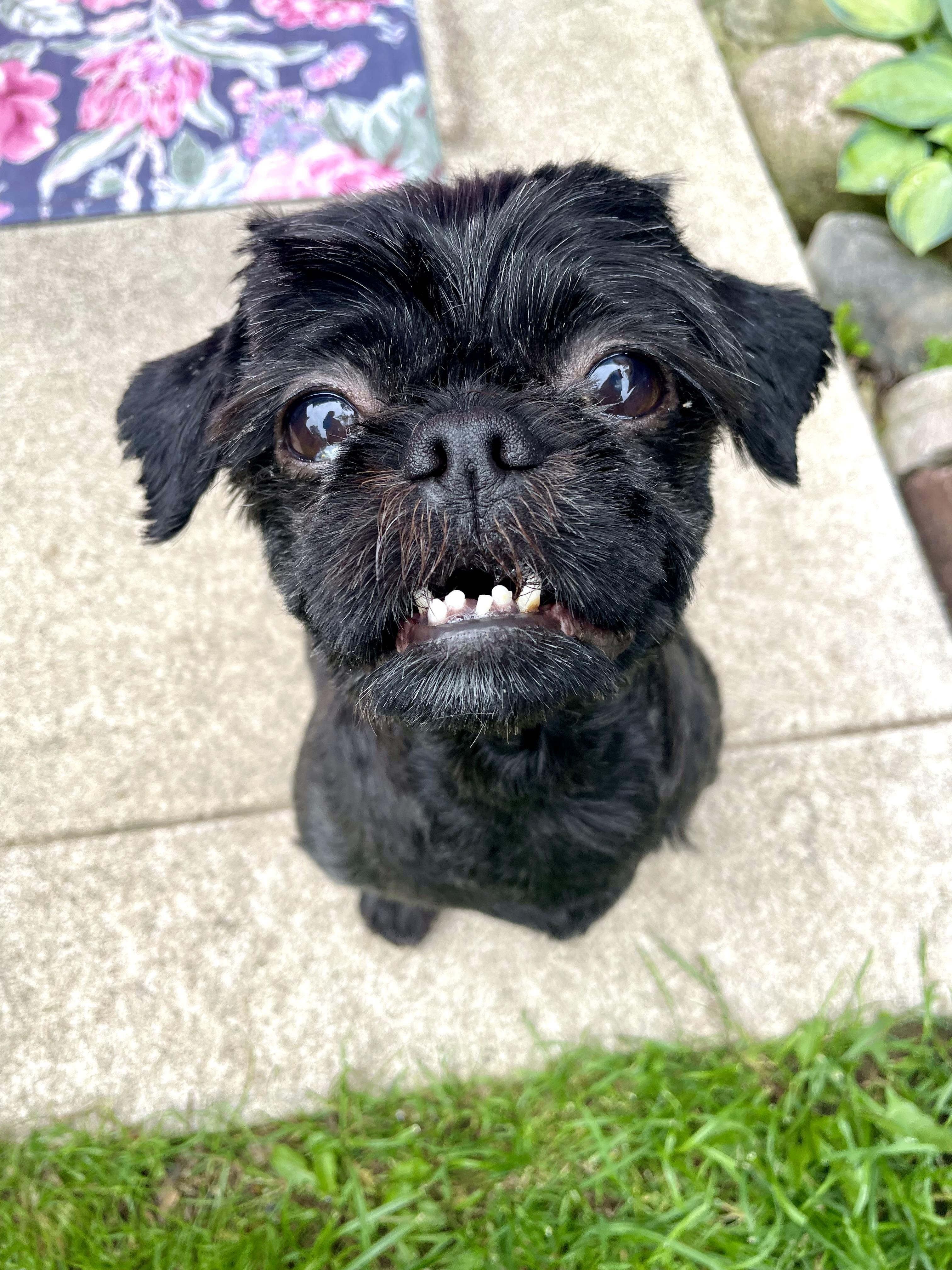 Enlarge Snookie, an adopted Shih Tzu in South Lyon, MI image 4/6