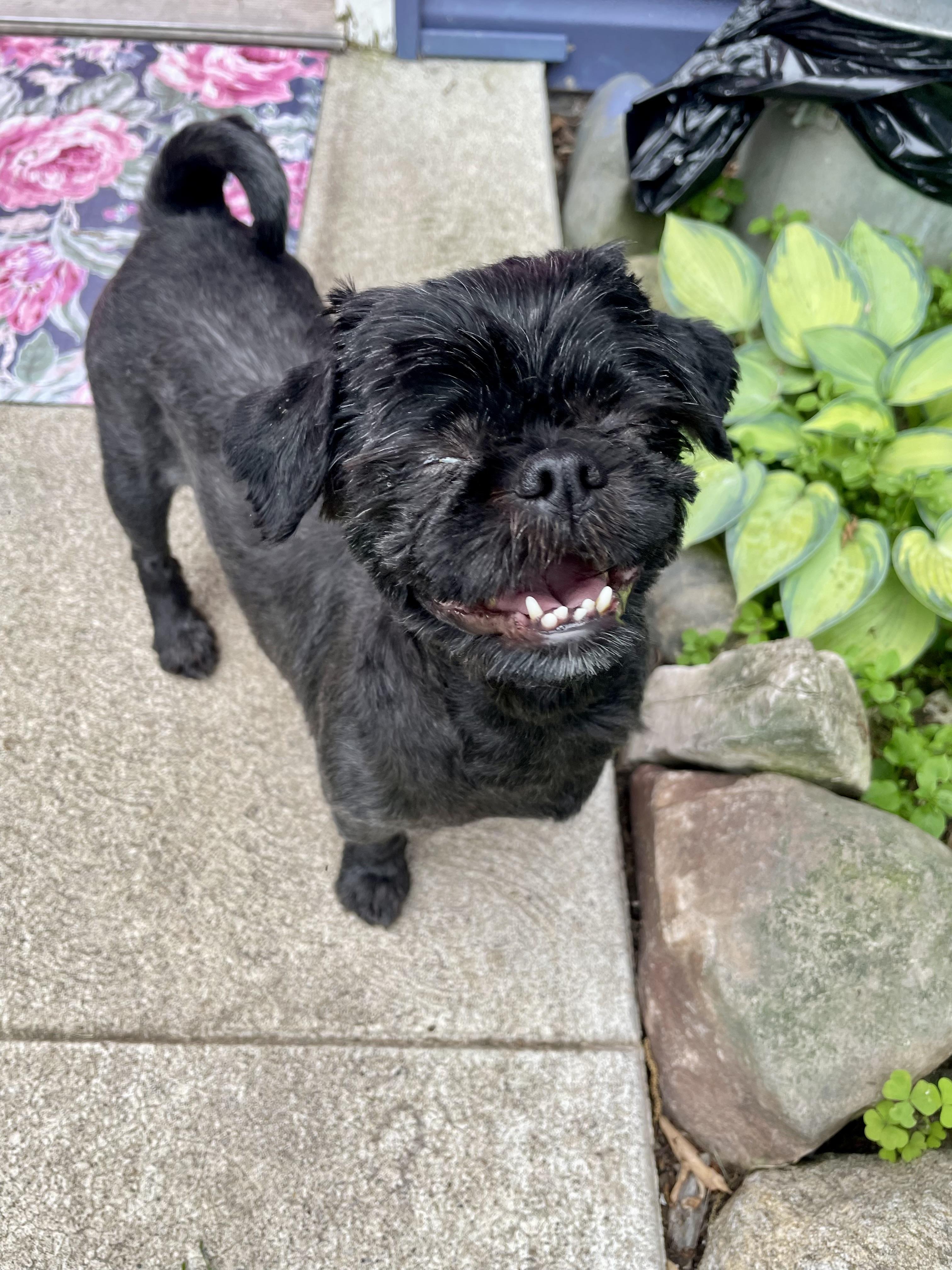 Enlarge Snookie, an adopted Shih Tzu in South Lyon, MI image 6/6