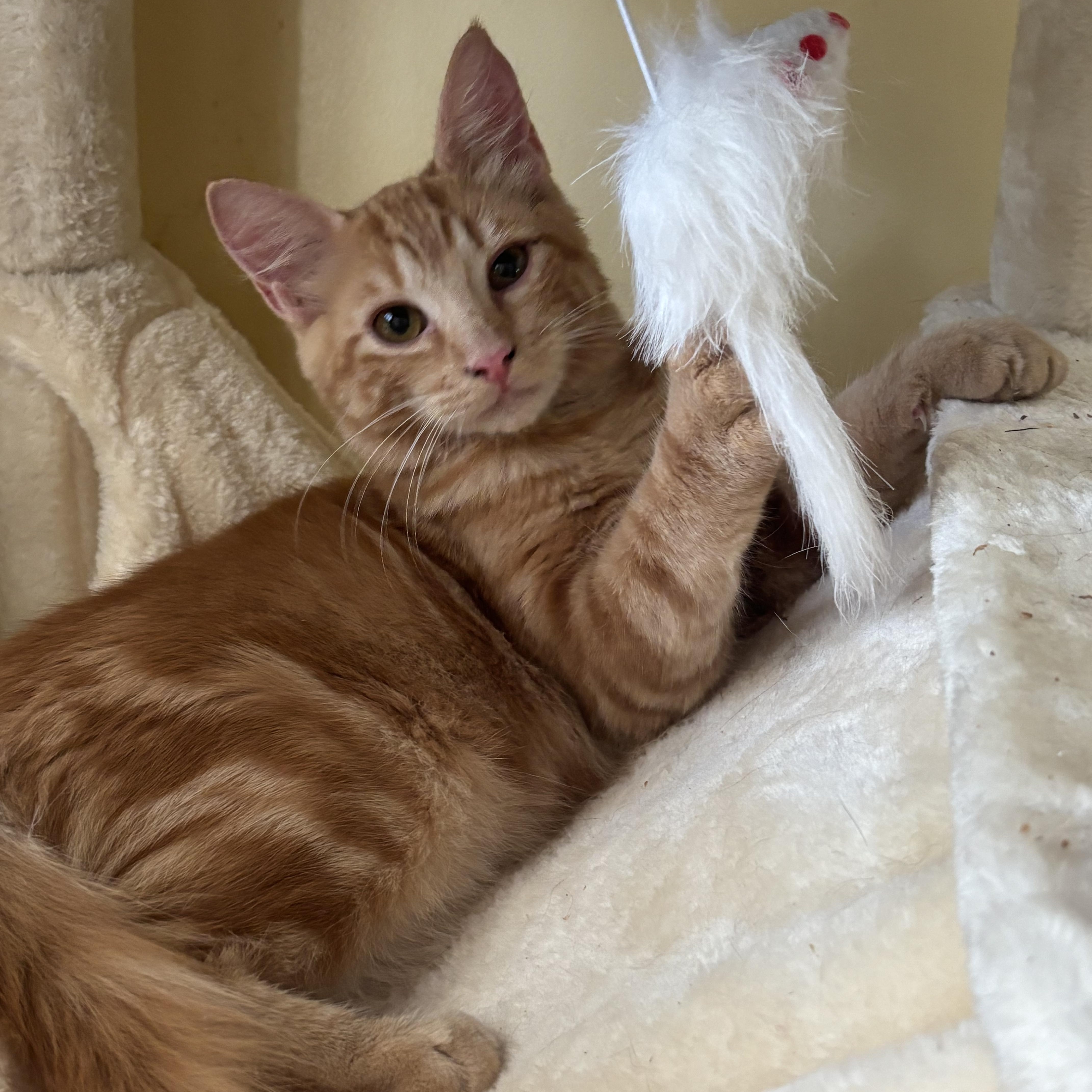 Enlarge Rufus, a Adoptable Domestic Medium Hair in Statesboro, GA image 2/2
