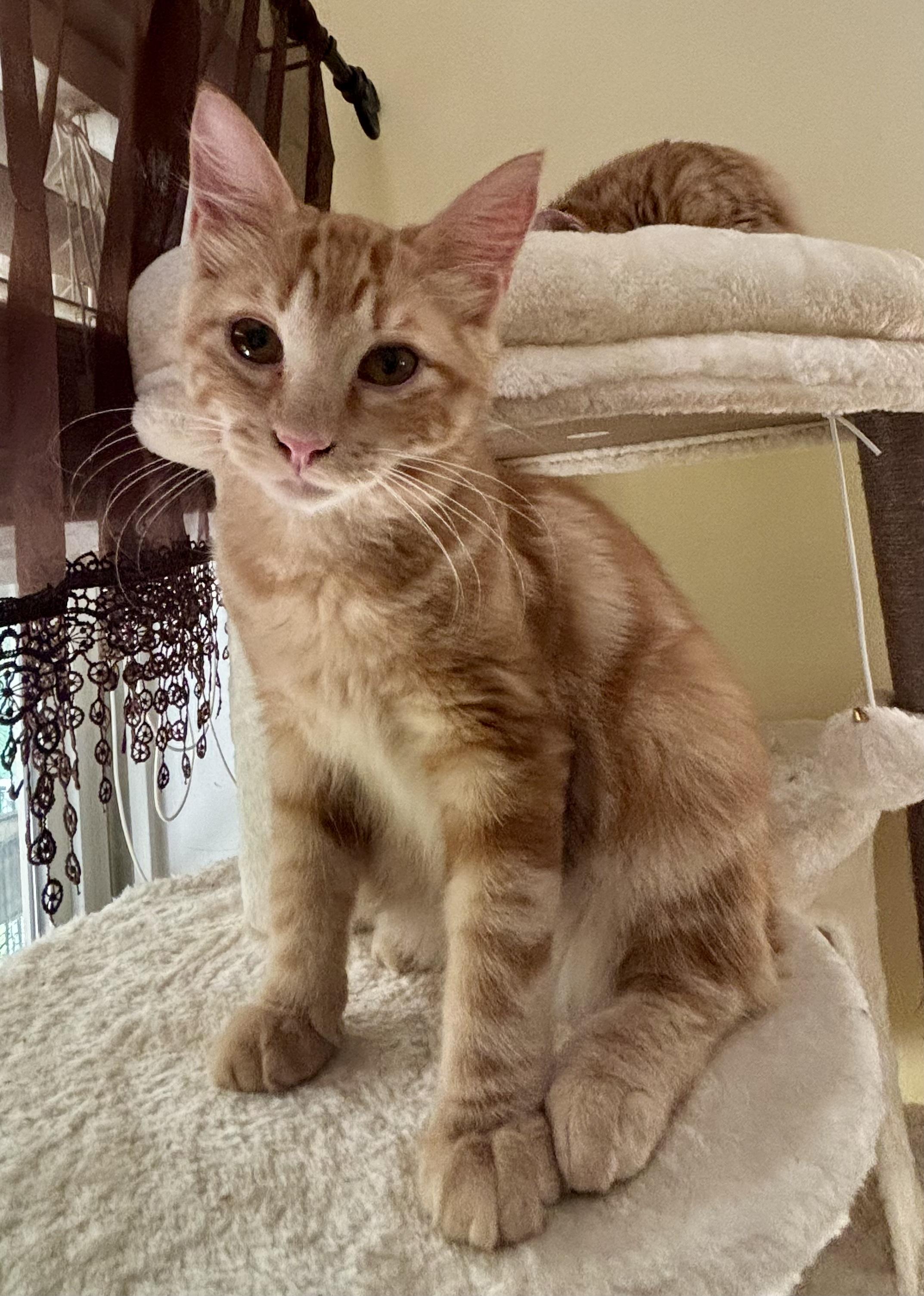 Rufus, Adoptable, Kitten Male Domestic Medium Hair.