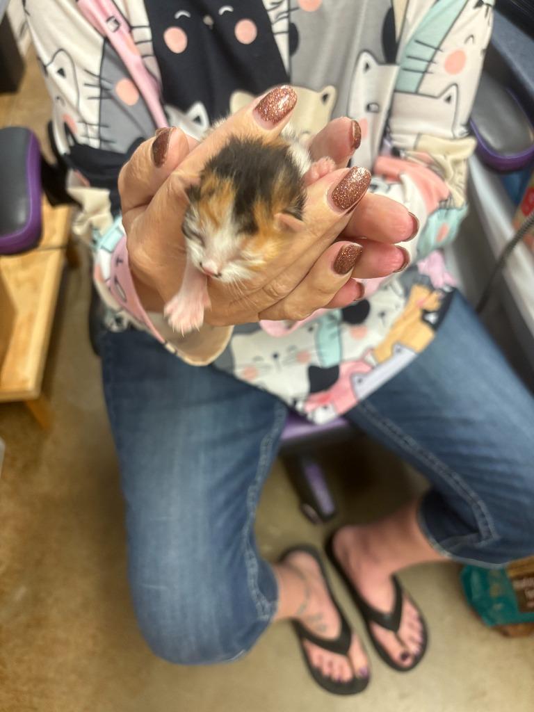 Chloe, Adoptable, Young Male Domestic Short Hair.