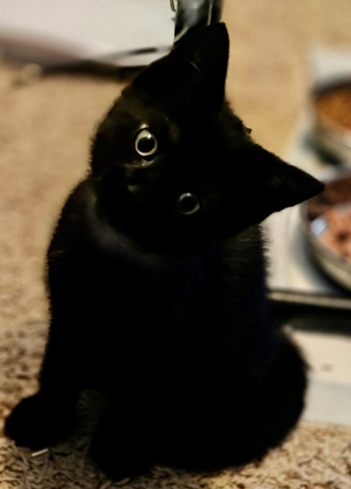 Poe, Adoptable, Kitten Male Domestic Short Hair.