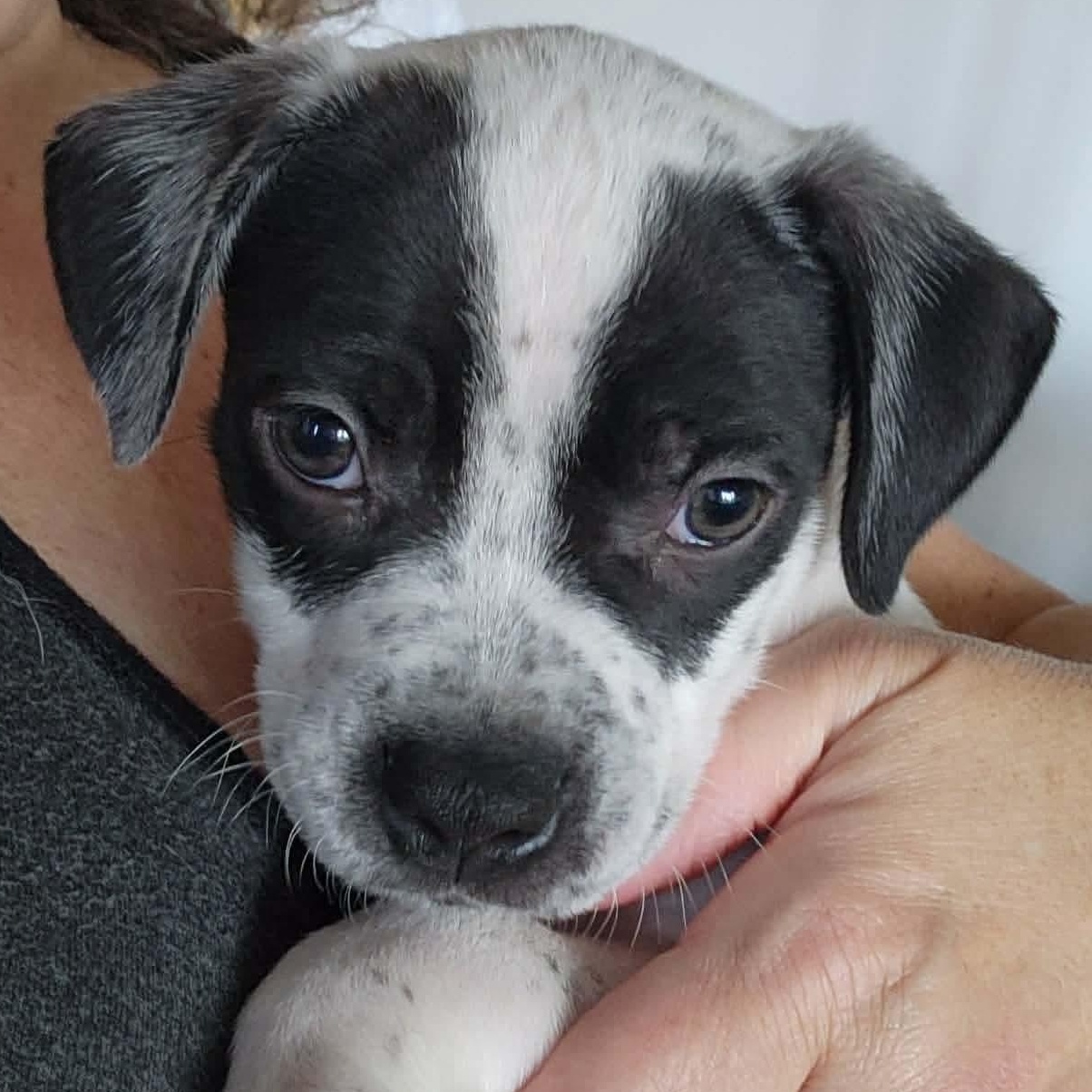 Enlarge Frosty, a ADOPTABLE mixed breed in Dunkirk , NY image 1/6