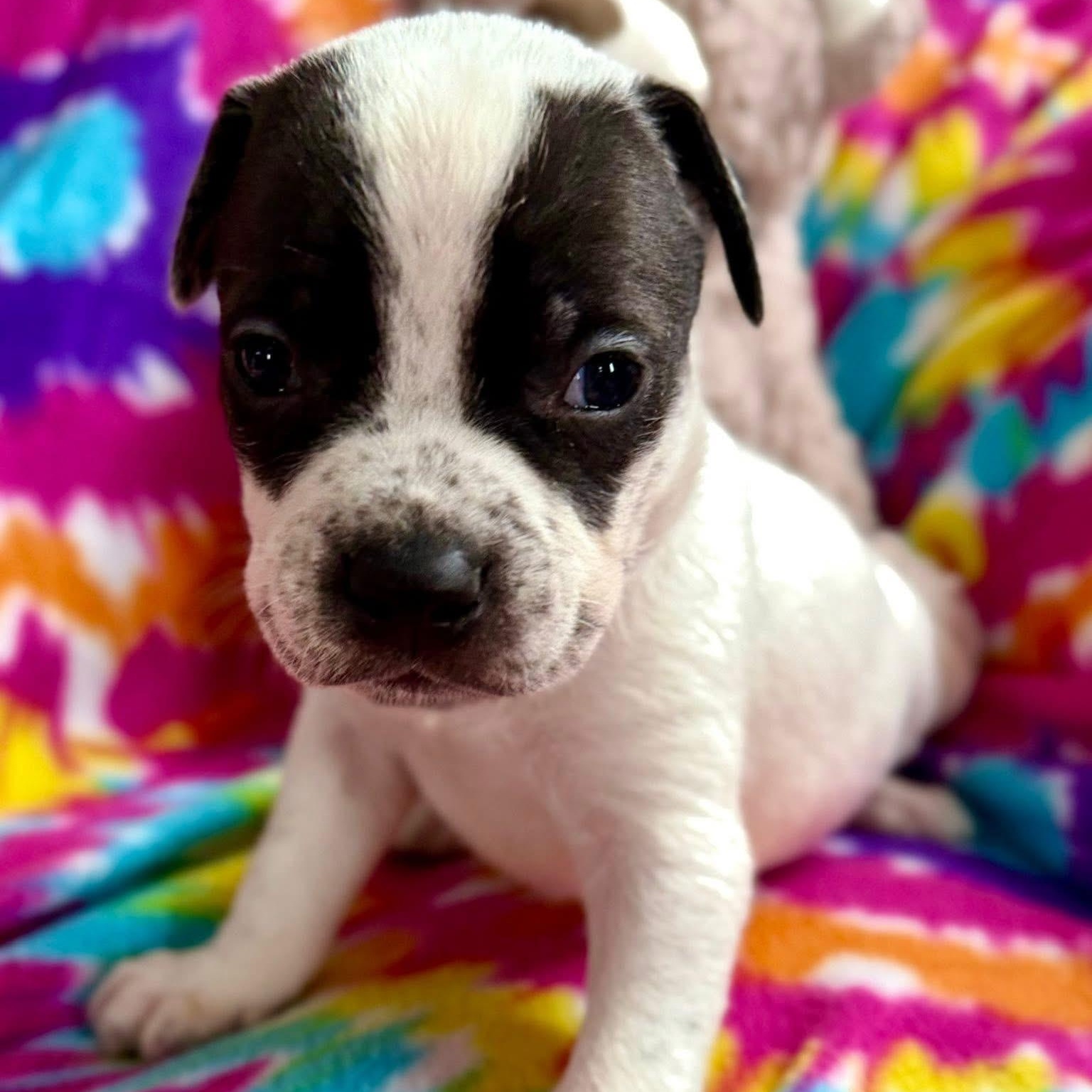 Enlarge Frosty, a ADOPTABLE mixed breed in Dunkirk , NY image 6/6